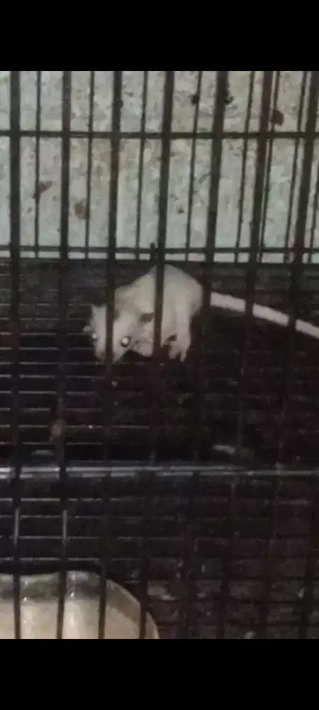 Sugar Glider Platmoz