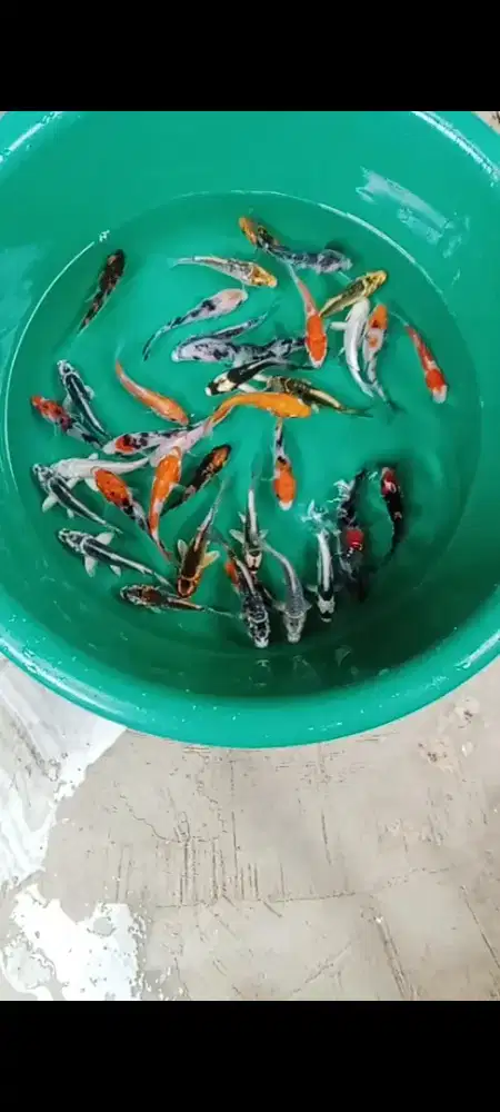 Koi Bibit 35 ekor