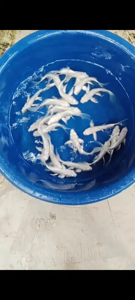 Koi Platinum selayer