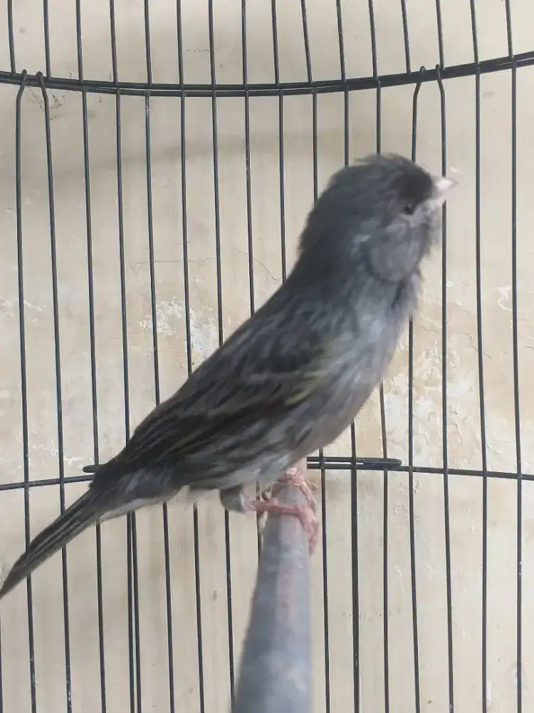 Kenari Spanish Timbrado Import Gacor