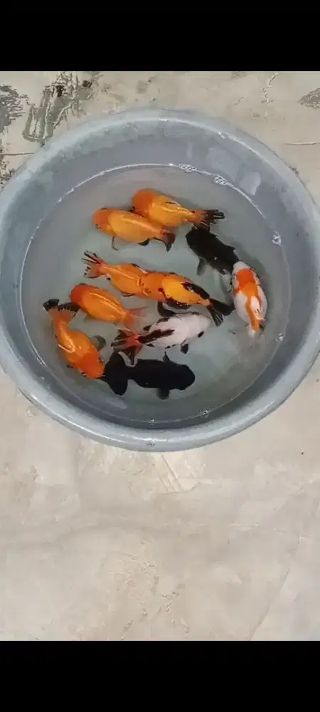 Koki Bagong 10-11 cm