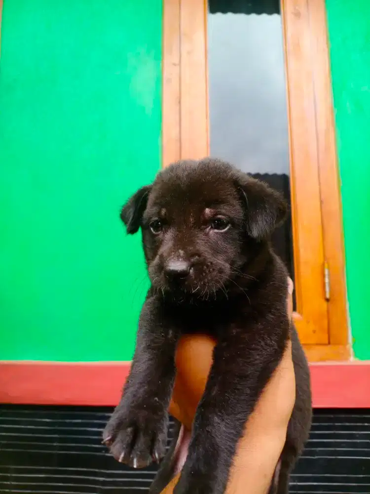 Pitbul jantan murah meriah