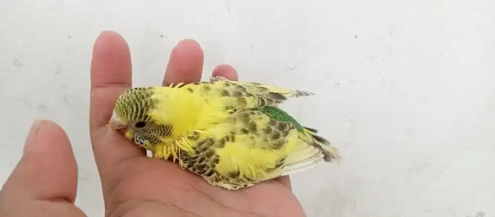 Parkit lolohan belum respon spet