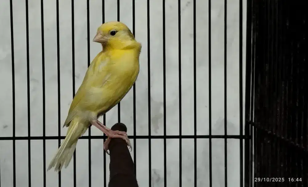 Kenari kuning 2 bulan jantan