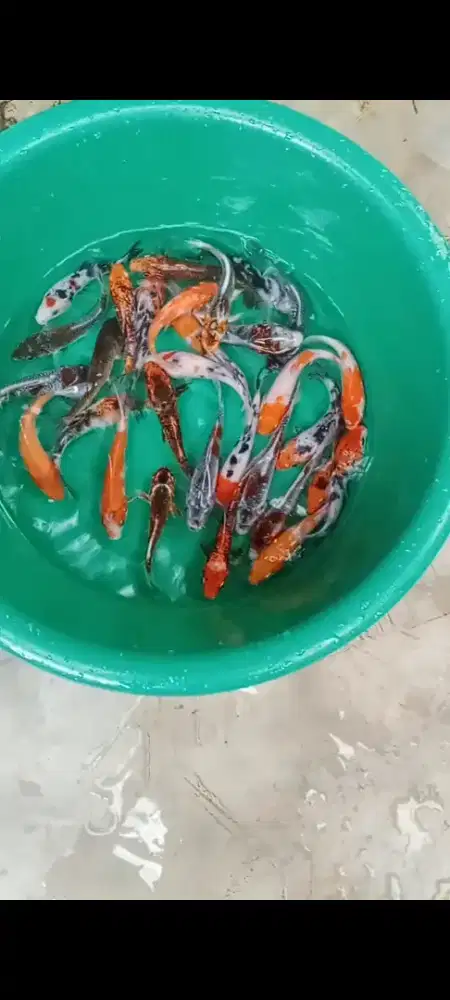Koi Pemula Murahhh 25 ekor