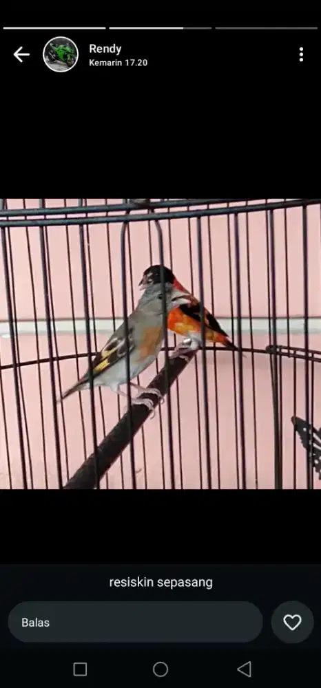 Jual redsiskin sepasang