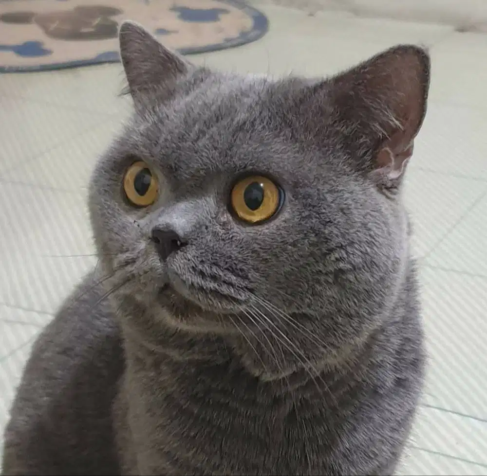 Kucing pejantan BSH ped buat breeding.