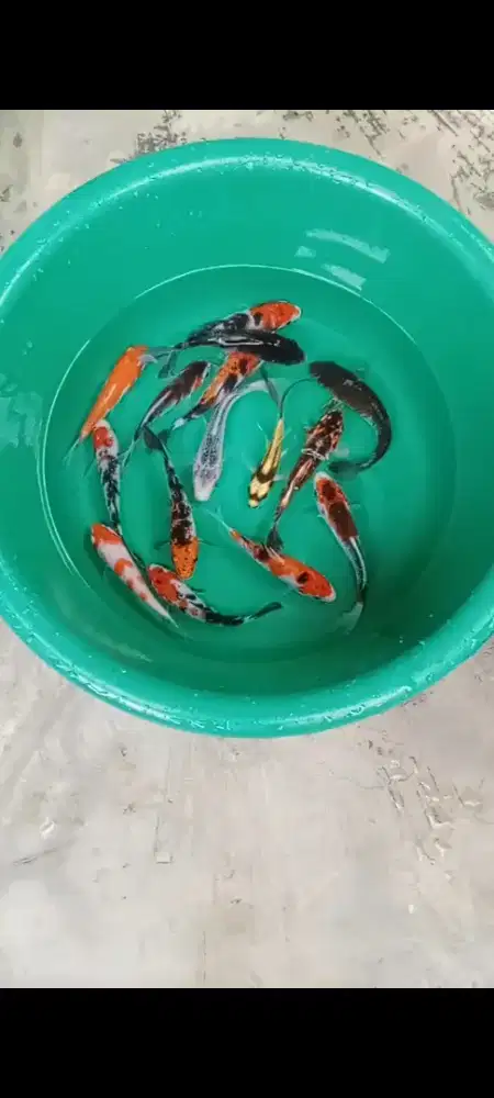 Koi mix 15 ekor