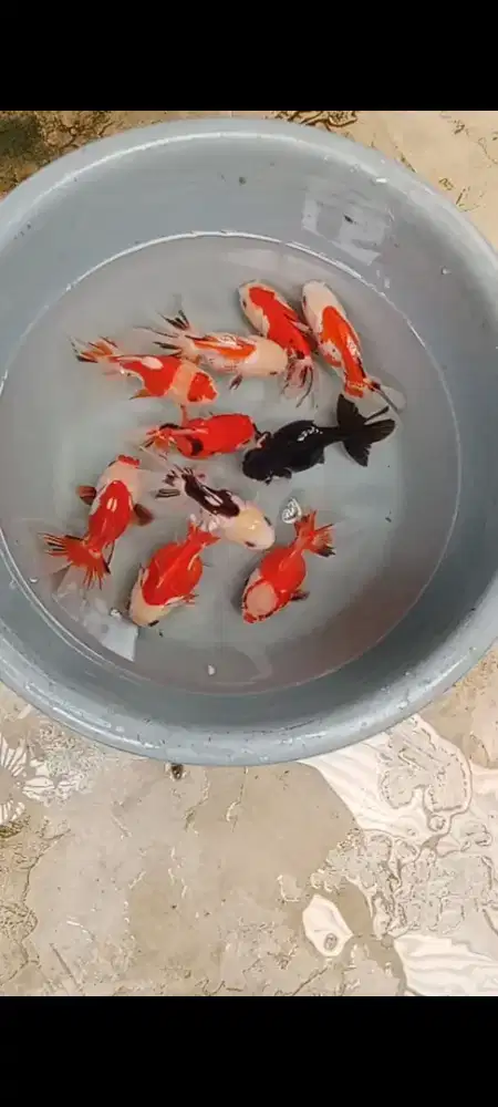 Koki Rw/Panda/Gen tricolor