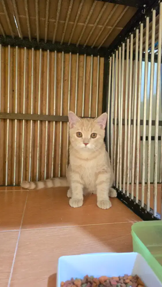 Kucing munchkin & BSH Straight