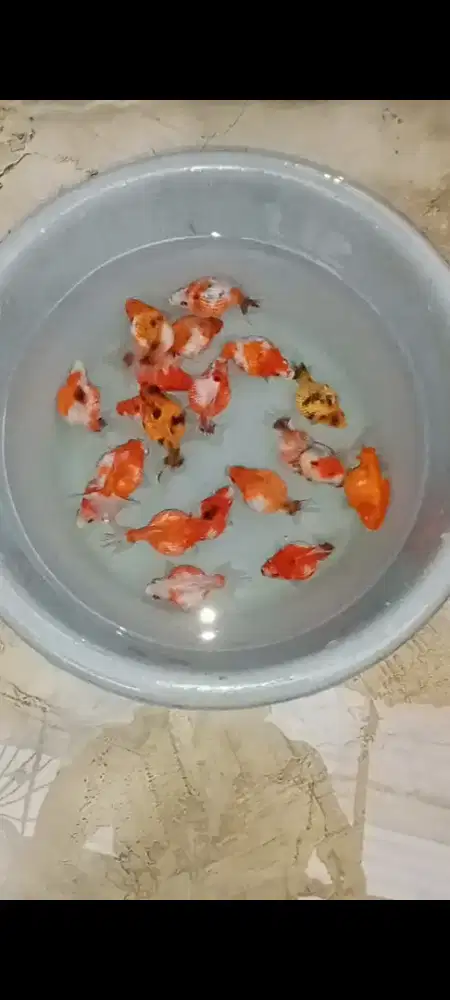 Koki Mutiara/Culan/jagung jawa