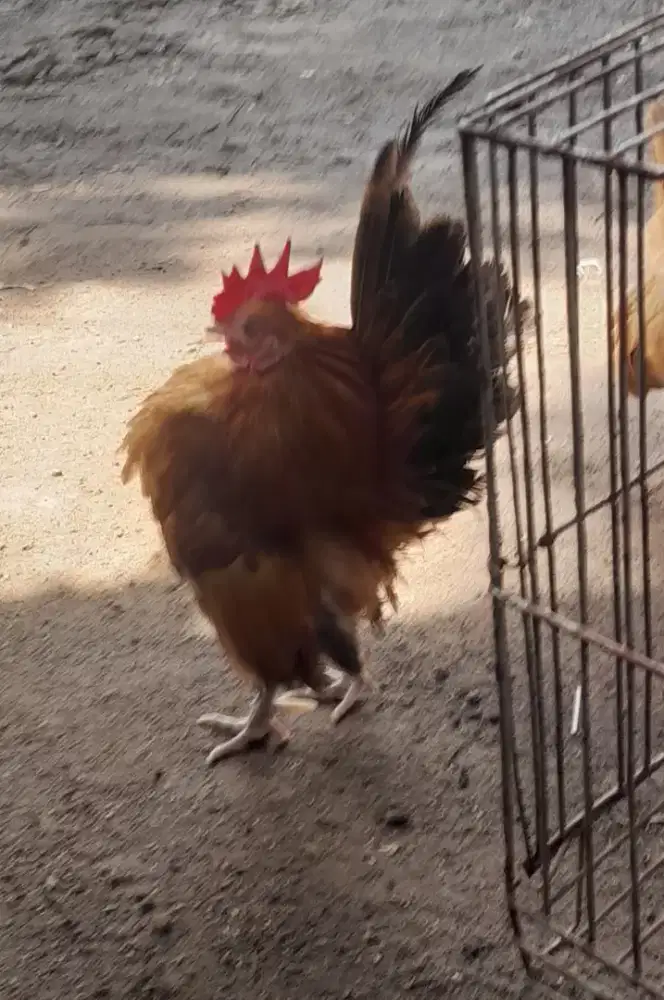 Ayam dewasa sepasang