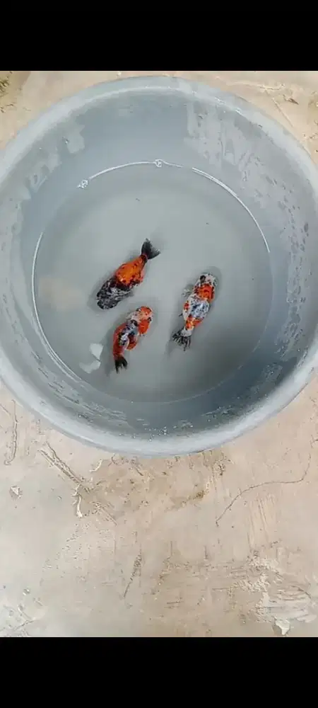 Mas koki Rancu calico