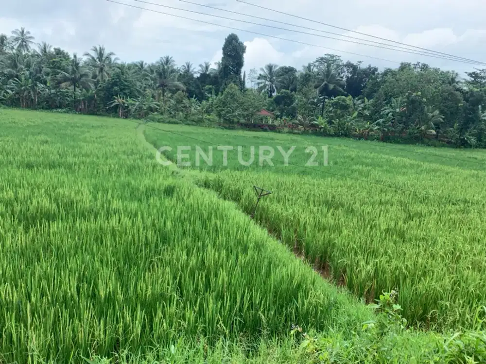 Sawah Produktif  Tepi Jalan Dgn Perairan Yg Baik