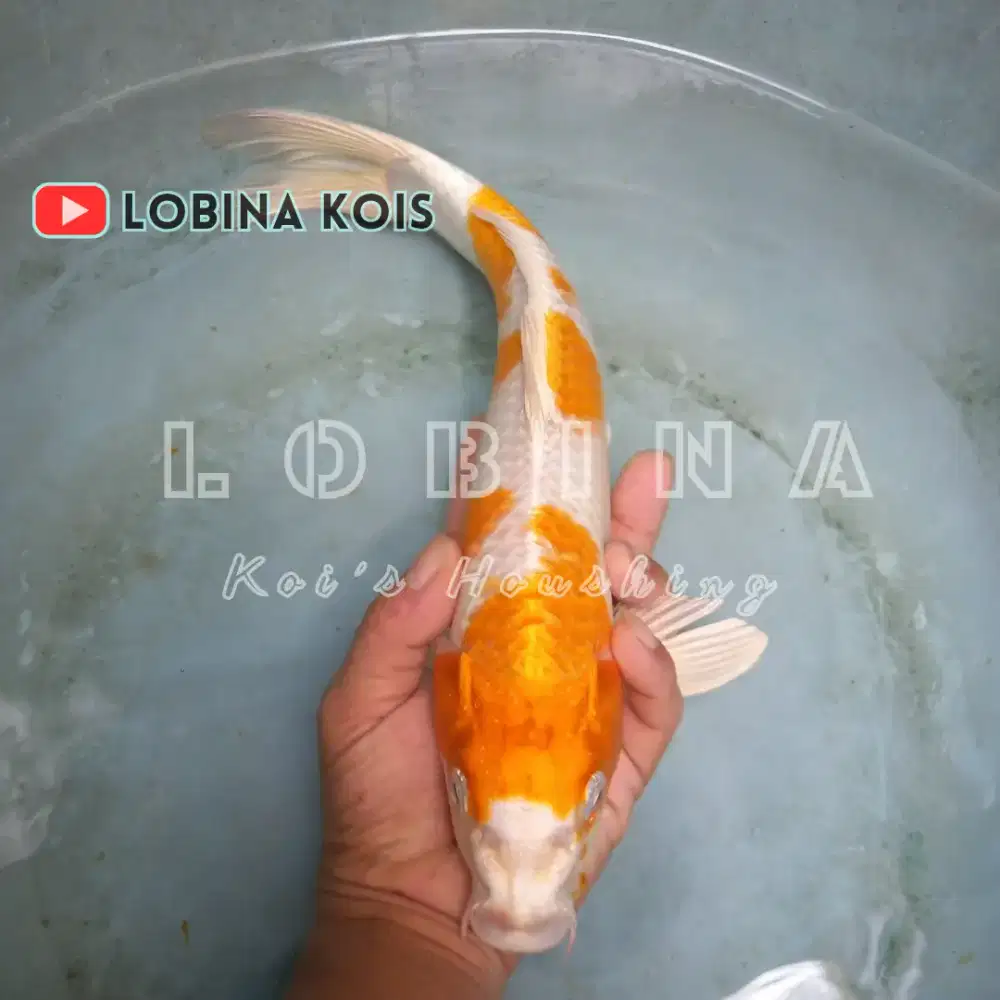 Ikan Koi Blitar Jenis Hariwake/ A1/ Lobina
