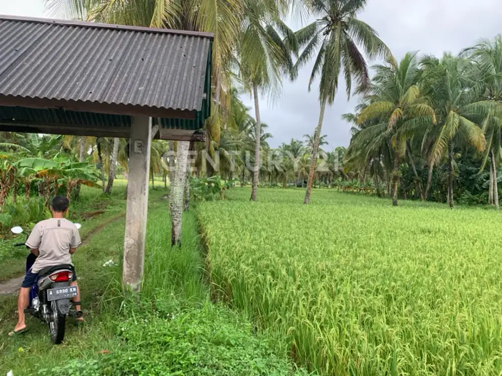 Sawah Produktif Dgn Sumber  Mata Air Dan Pemandangan Yang Indah