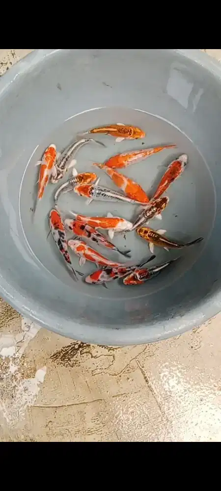 Koi mix 15 ekor