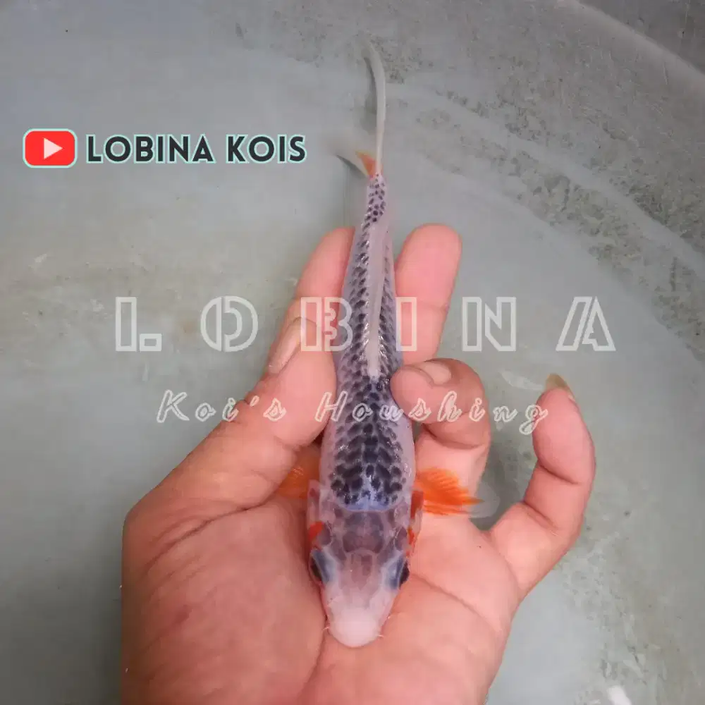 Ikan Koi Blitar Jenis Ashagi/ Lobina