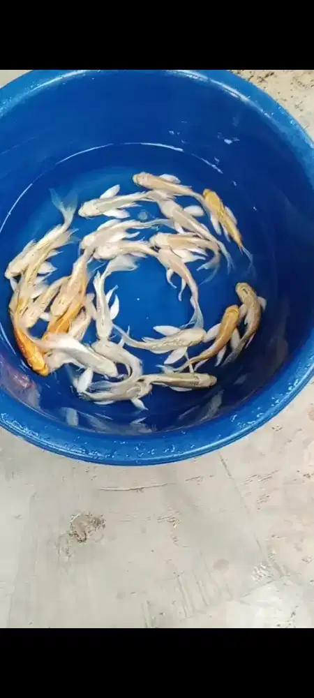 Koi selayer ogon & Ginrin