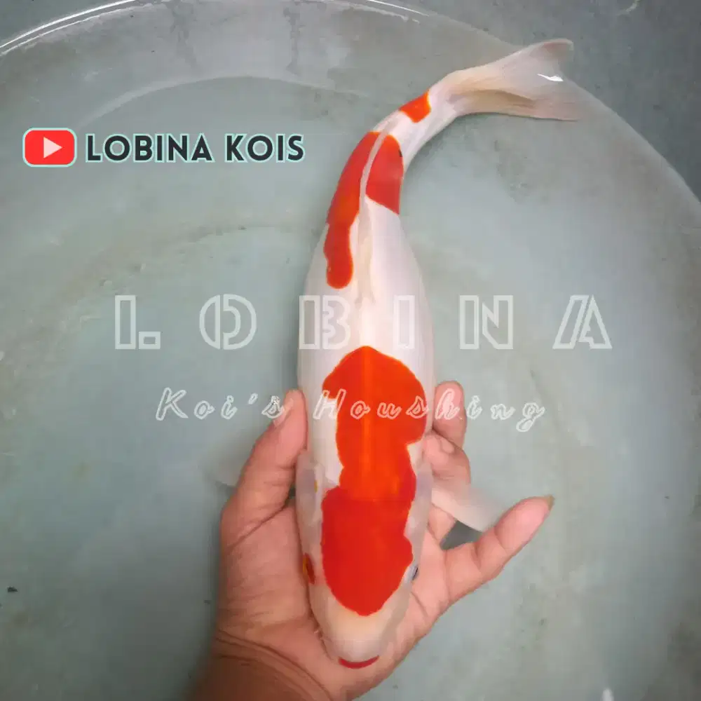 Ikan Koi Blitar Jenis Kohaku Doitsu