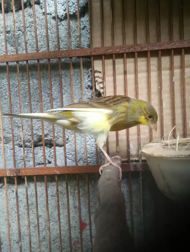 Kenari betina siapan