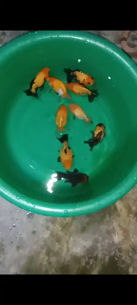 Koki 10 ekor 9-10 cm