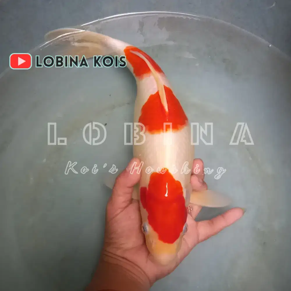 Ikan Koi Blitar Jenis Kohaku Sisik/ Lobina