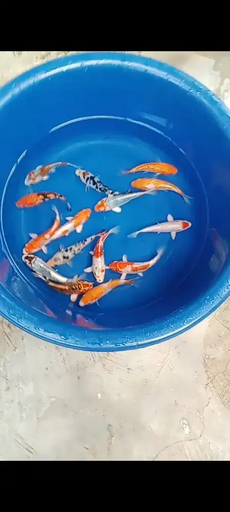 Koi mix 15 ekor