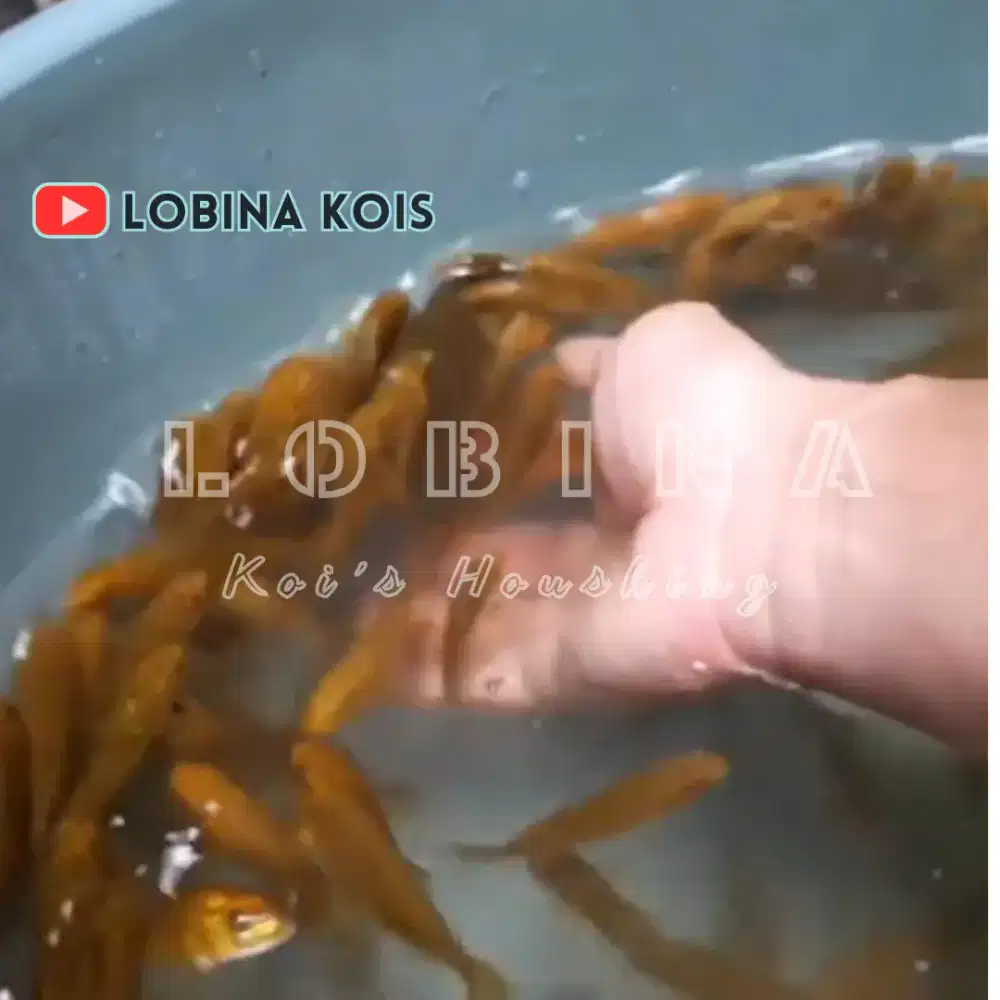 Ikan Koi Blitar Jenis Chagoi/ Anakan/ Lobina