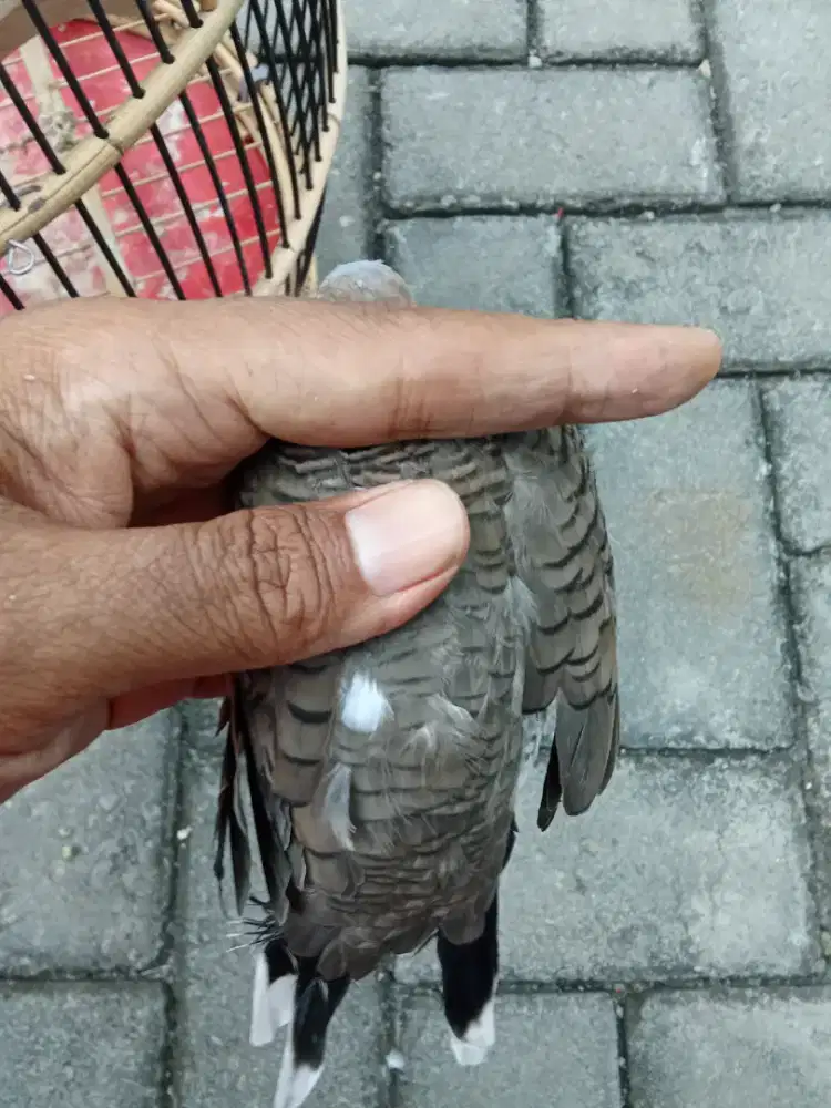 Perkutut sangga buana