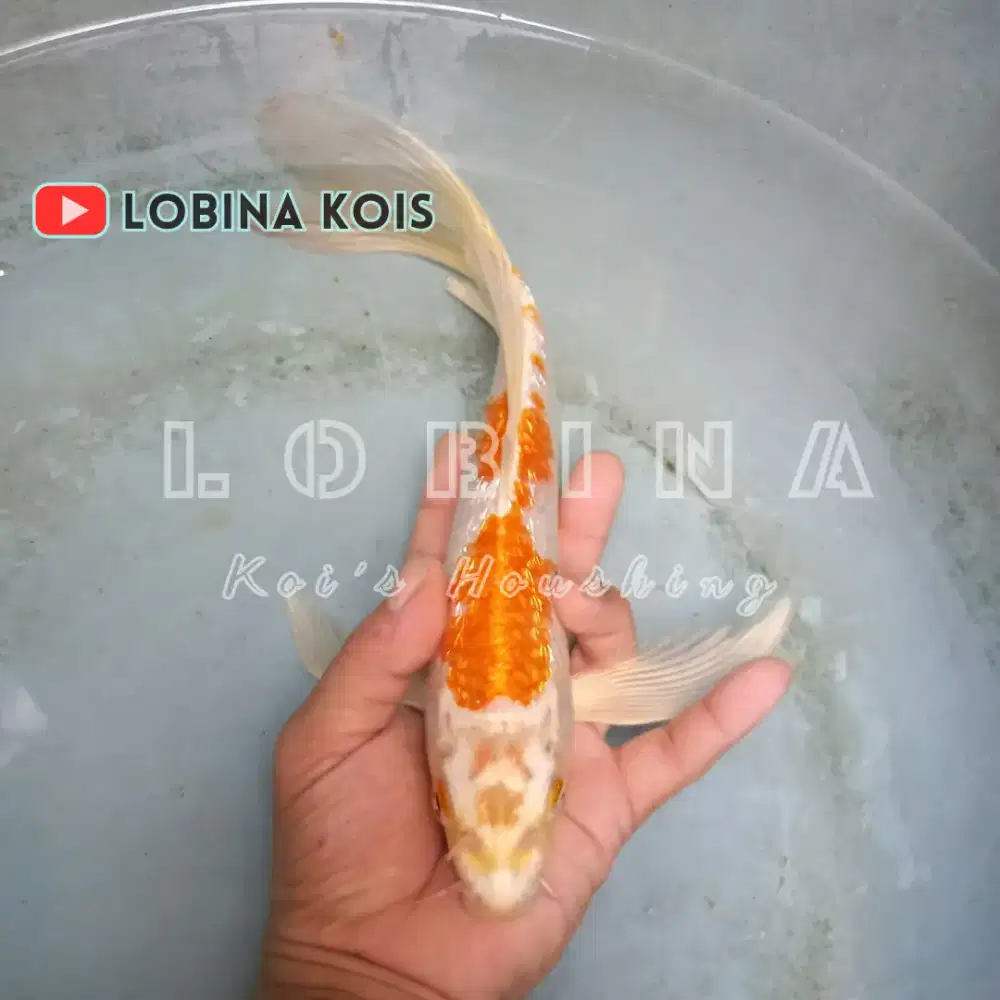 Ikan Koi Blitar Jenis Hariwake Kumpay/ Slayer/ Lobina