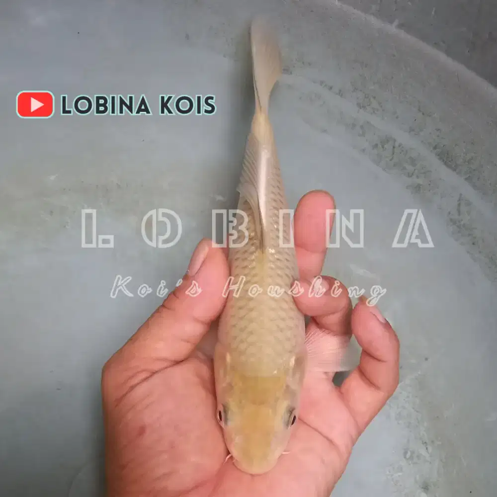Ikan Koi Blitar Jenis Midori/ Lobina