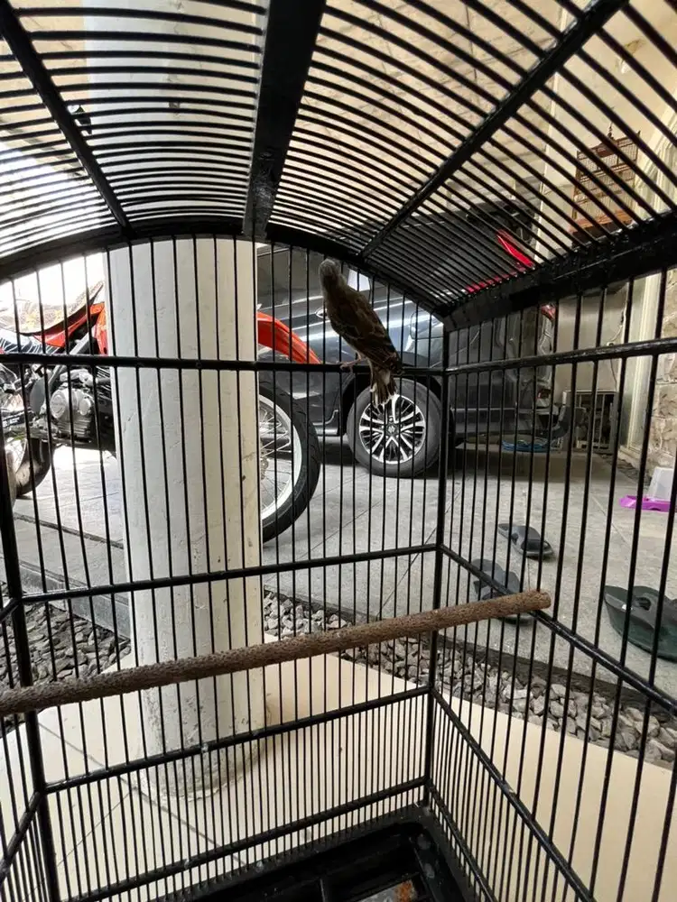 Blackthroat Jantan Gacor