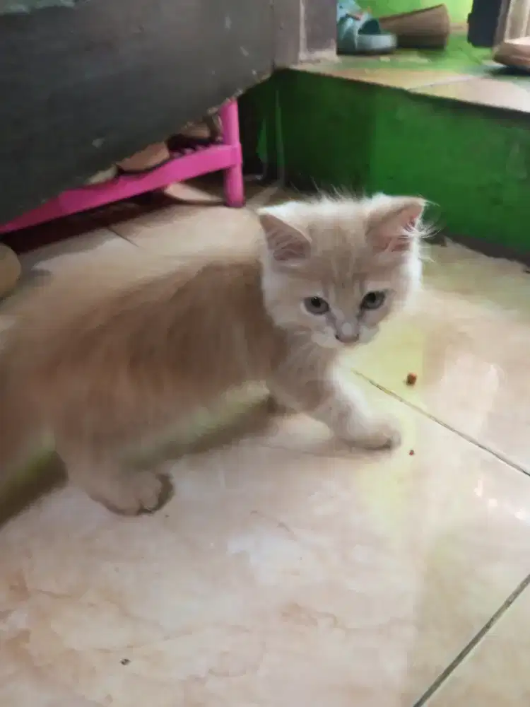 anak kucing persia
