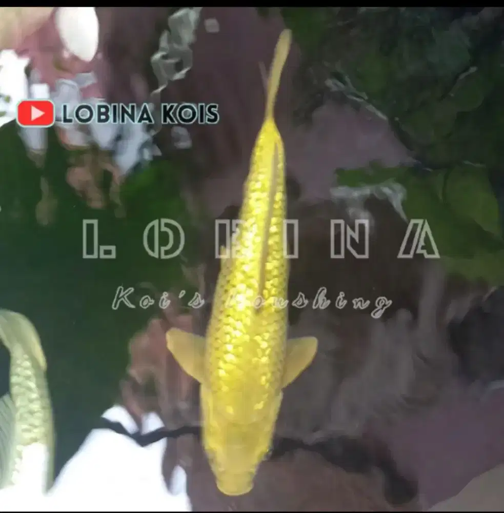 Ikan Koi Blitar Jenis Midori Ginrin/ Lobina
