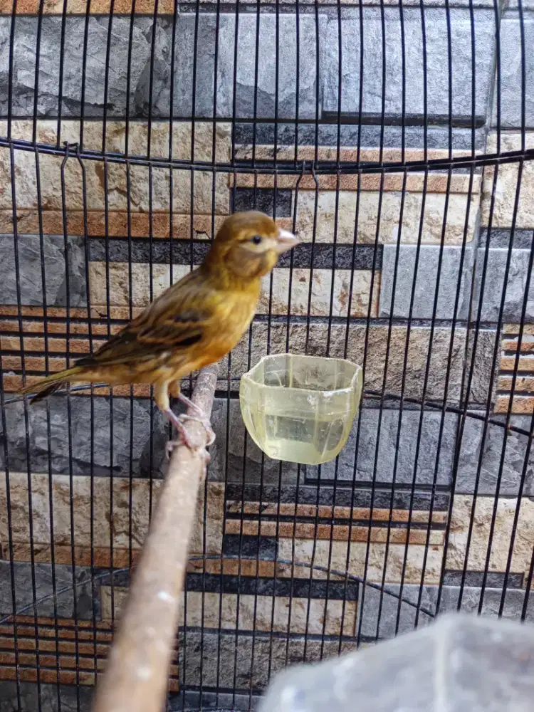 Kenari rajin bunyi siang malem