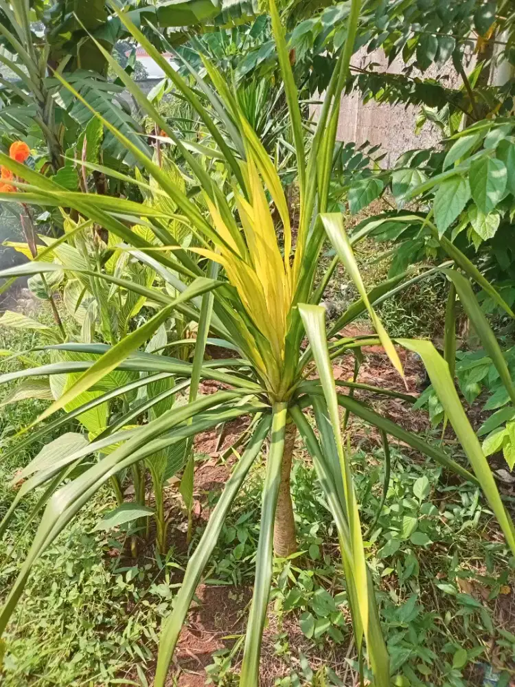 Pandan Bali Varigata