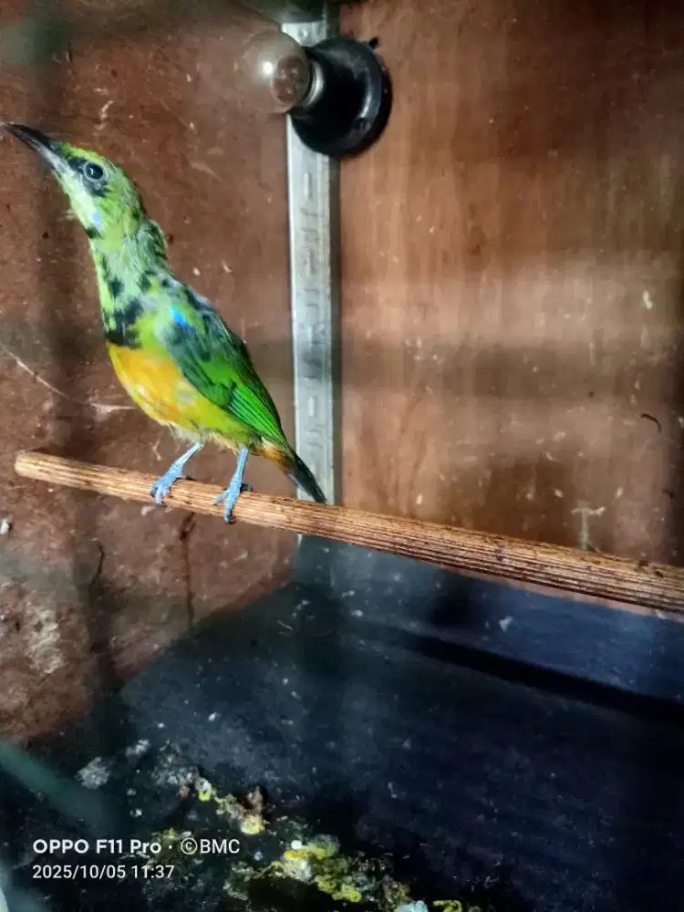 Cungko Trotol Jantan