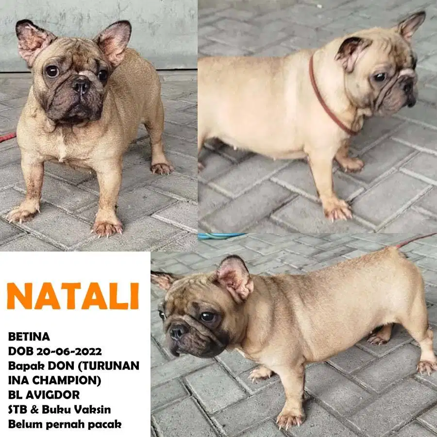 JUAL FRENCH BULLDOG BL AVIGDOR STB
