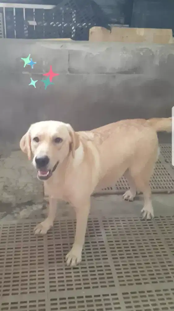 (NEGO) Labrador Betina Remaja