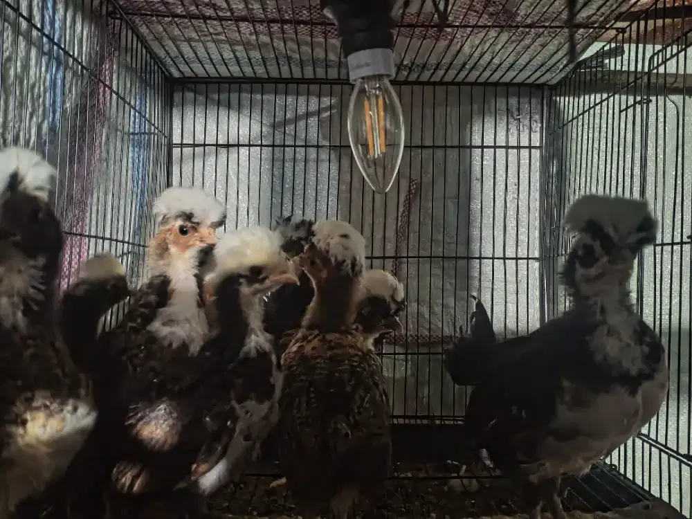 Anakan Ayam Polandia atau jambul