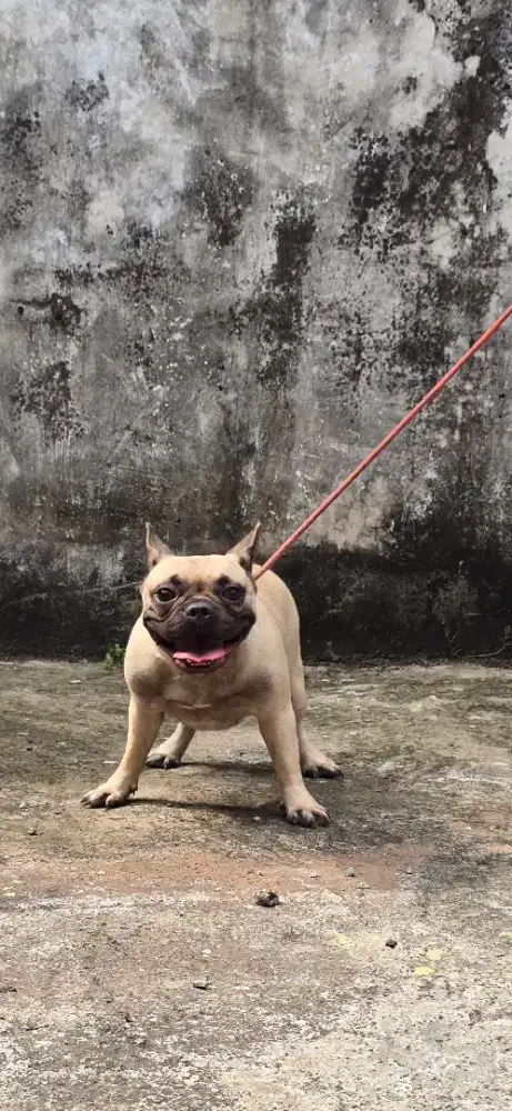 Dijual calon indukan French Bulldog good blood line