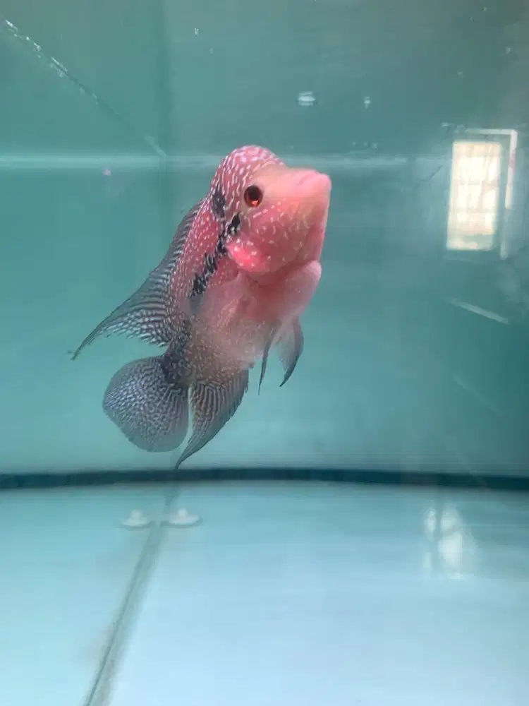 Louhan merah body cakep