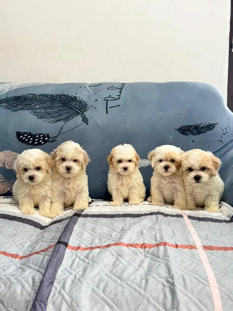 Poodle jantan & betina mini size