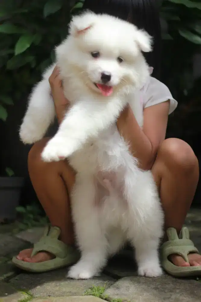Samoyed Puppy Jantan