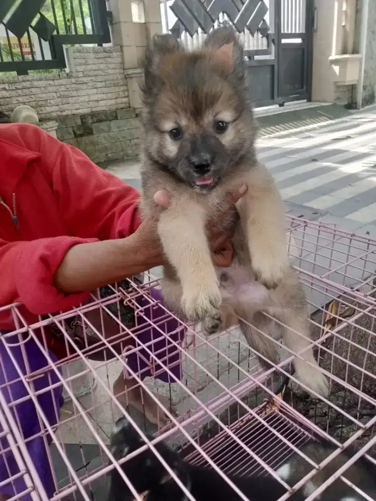 Ras besar jantan campuran herder mix Belgian