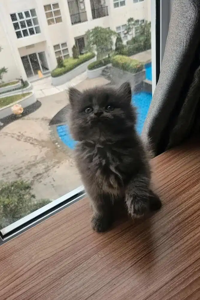 Jantan abu solid imut mix bsh