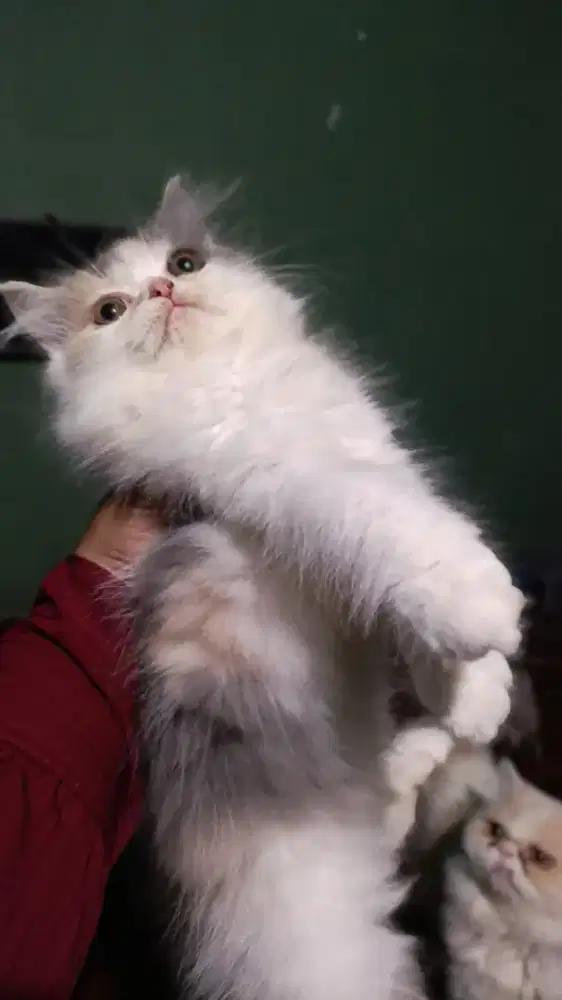 Persian Calico Betina 2,5 bulan