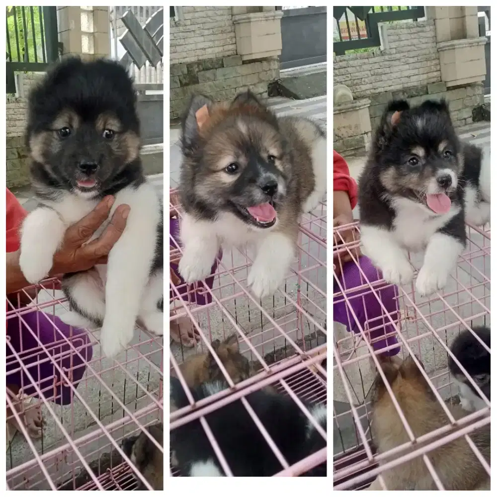 Ras besar jantan campuran Husky mix bred