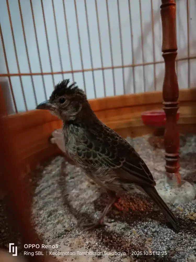 Branjangan javanica sepasang